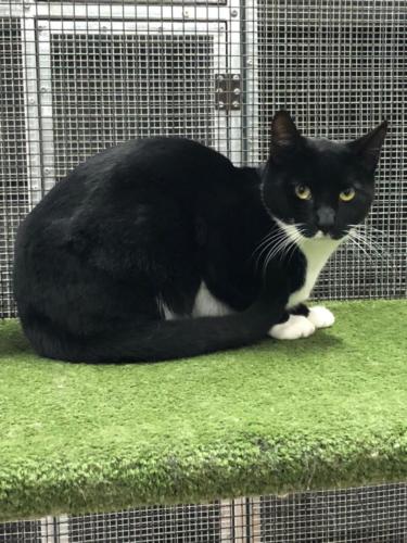 %dog and cat boarding kennels sydney %pet boarding services